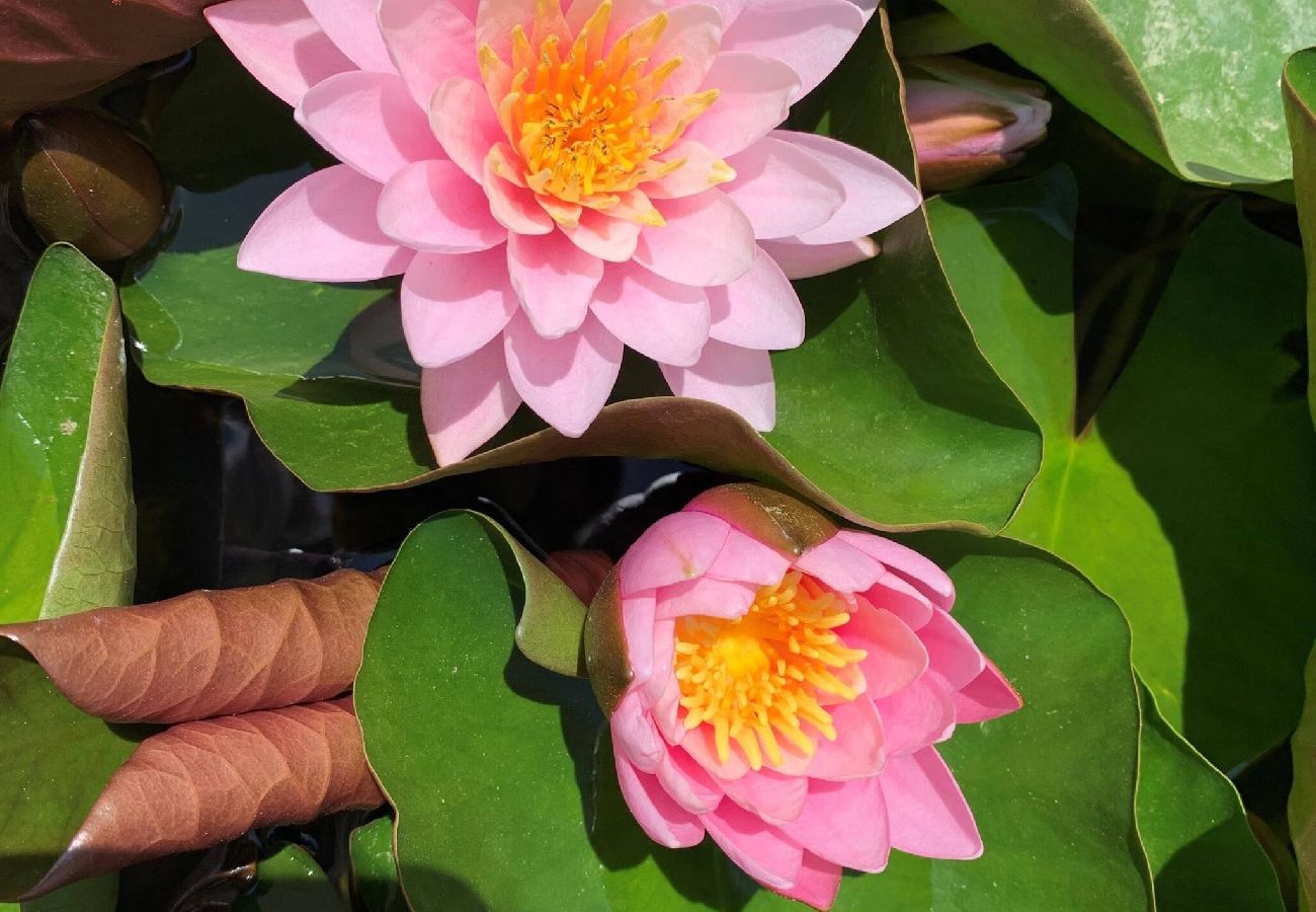 Casa en LLucmajor - Finca Mica