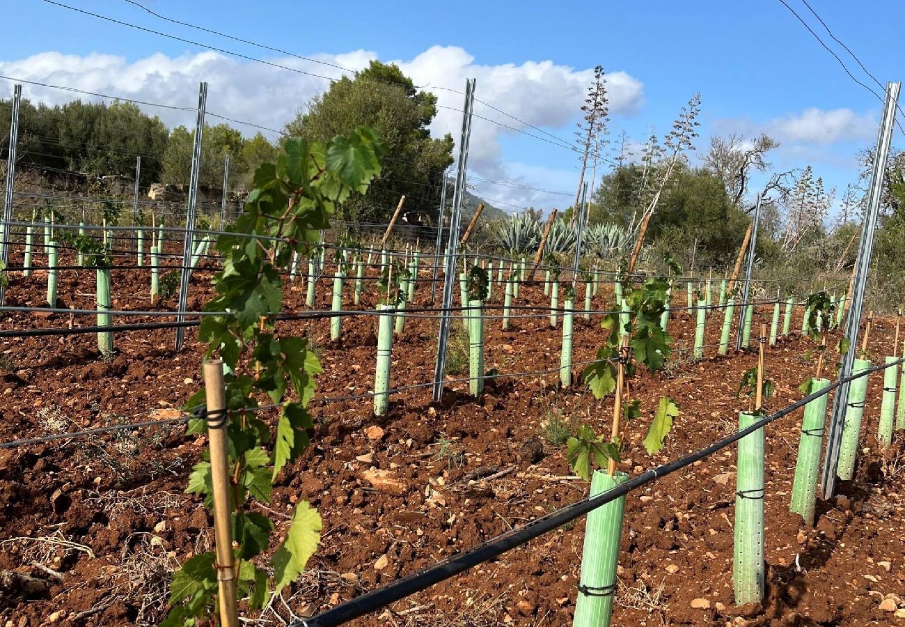 Casa en LLucmajor - Finca Mica