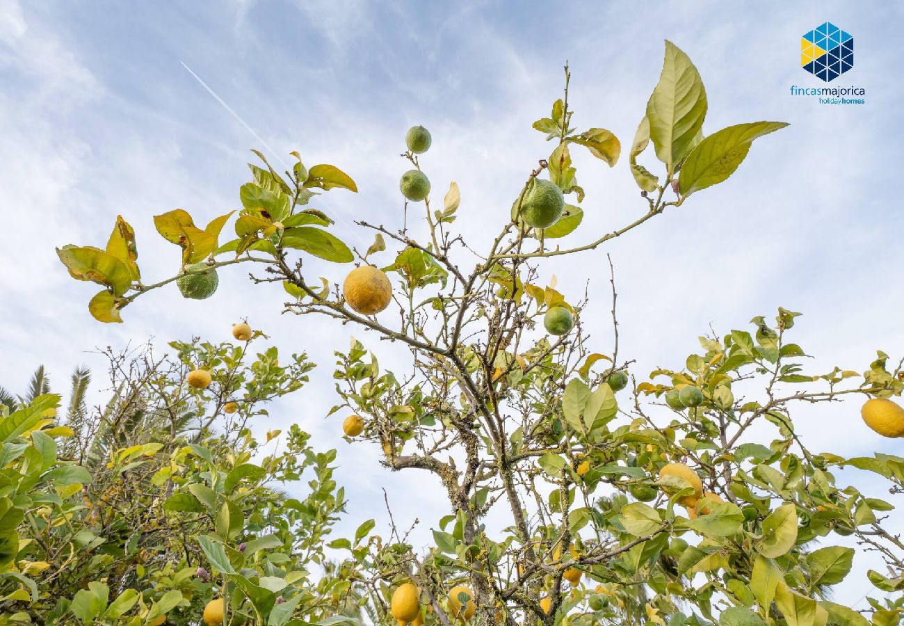 Ferienhaus in LLucmajor - Finca Mica