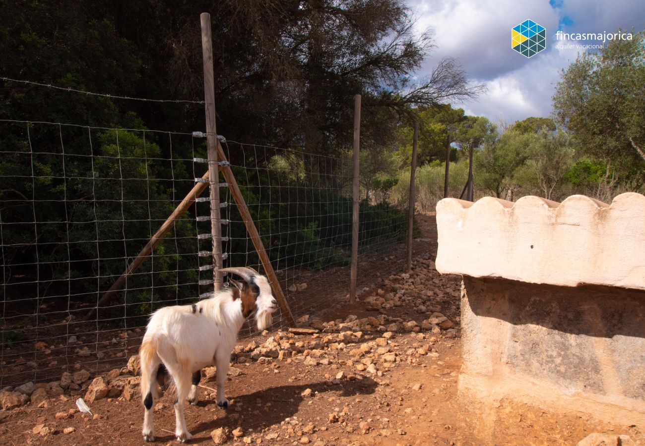 Ferienhaus in LLucmajor - Casa Na Corassina