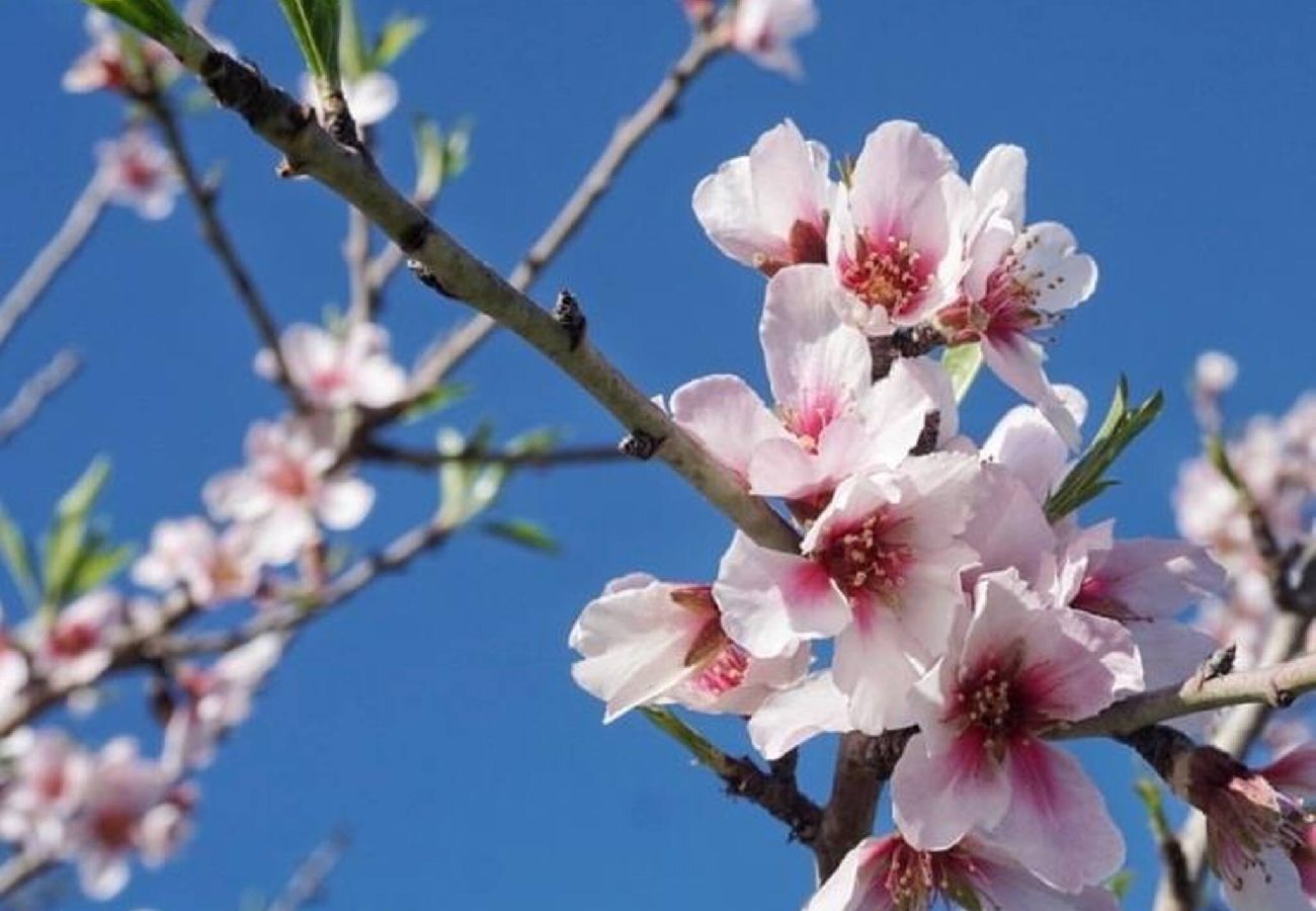 House in LLucmajor - Cas Retat Paris